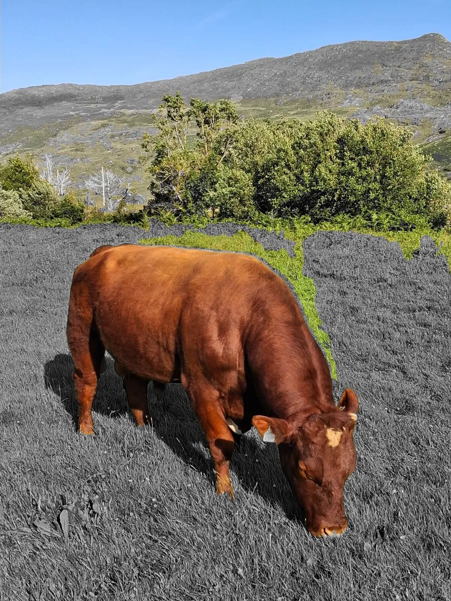 Beef cattle - Image 2