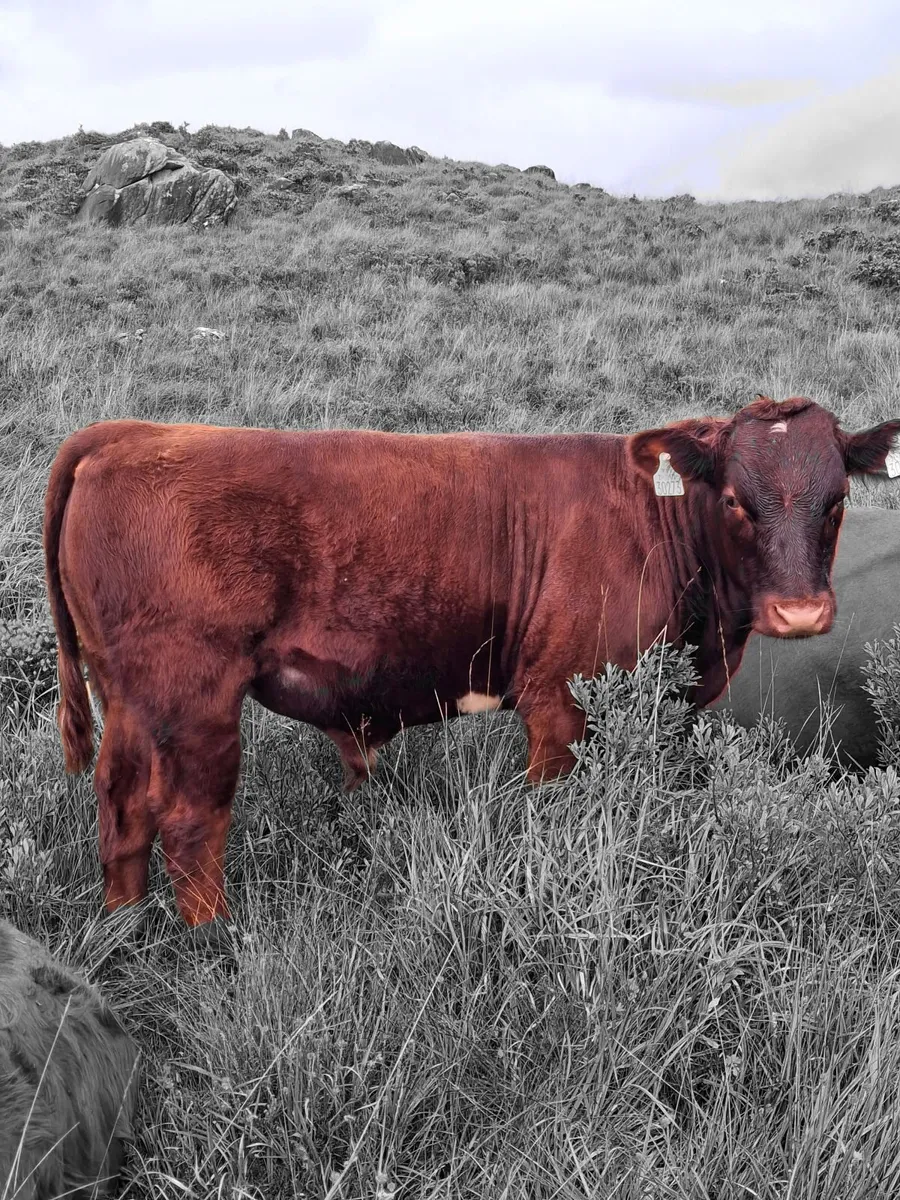Beef cattle - Image 3