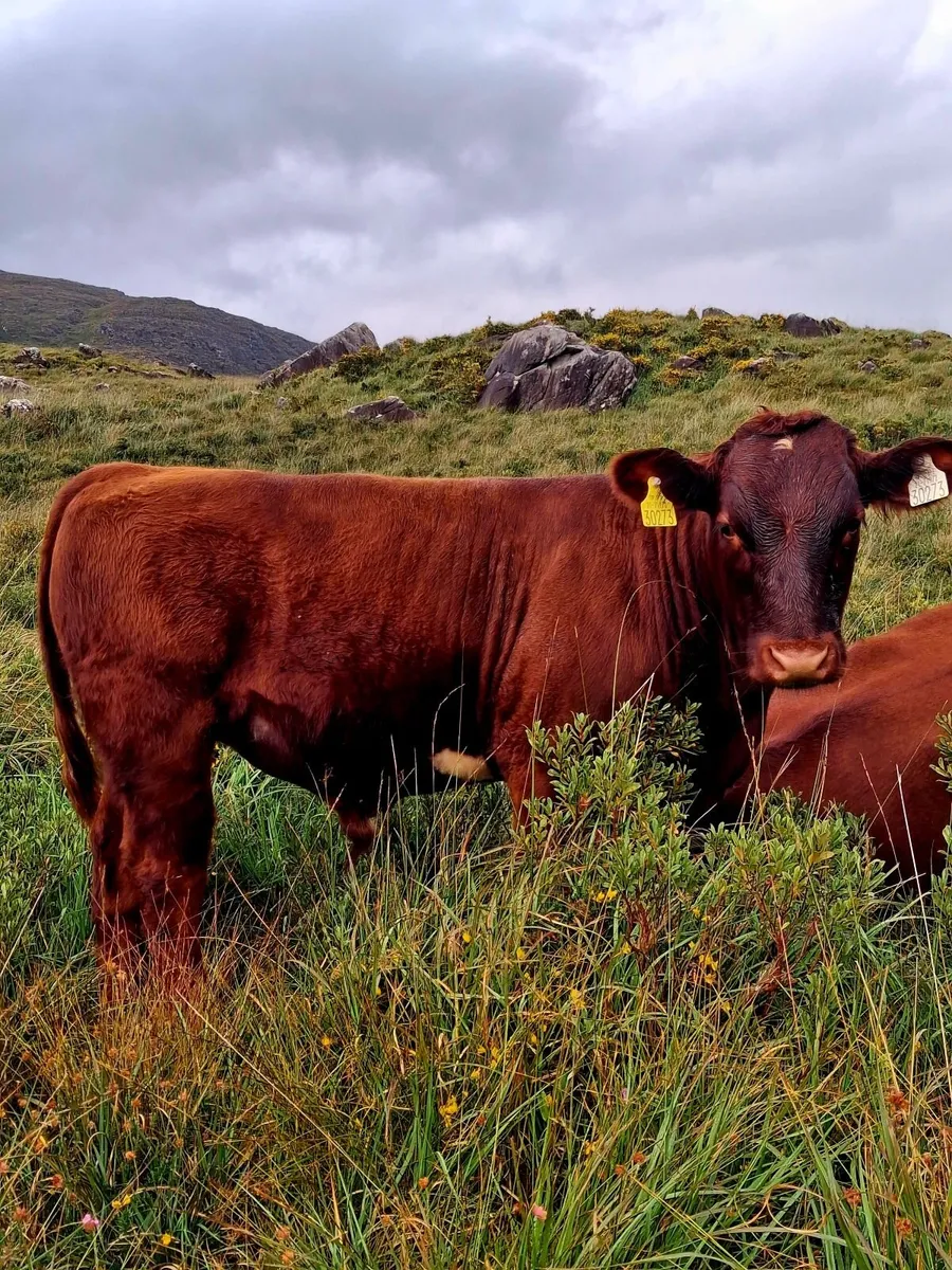 Beef cattle - Image 4