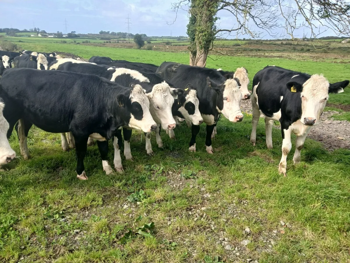 Livestock - Image 1