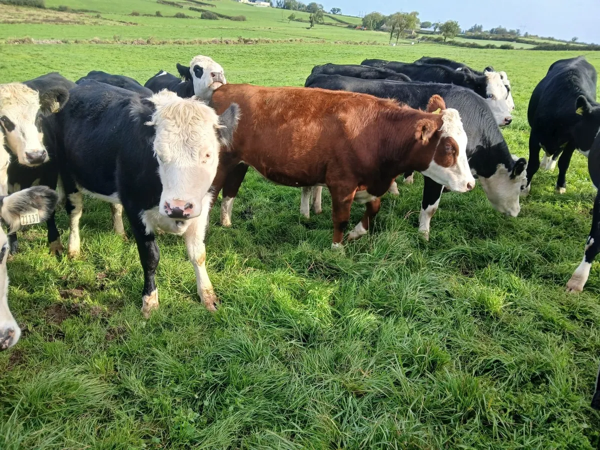 Livestock - Image 3