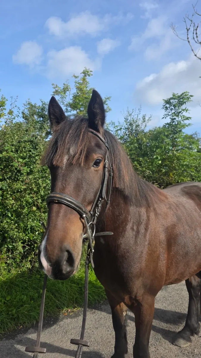 3 year cob x - Image 3