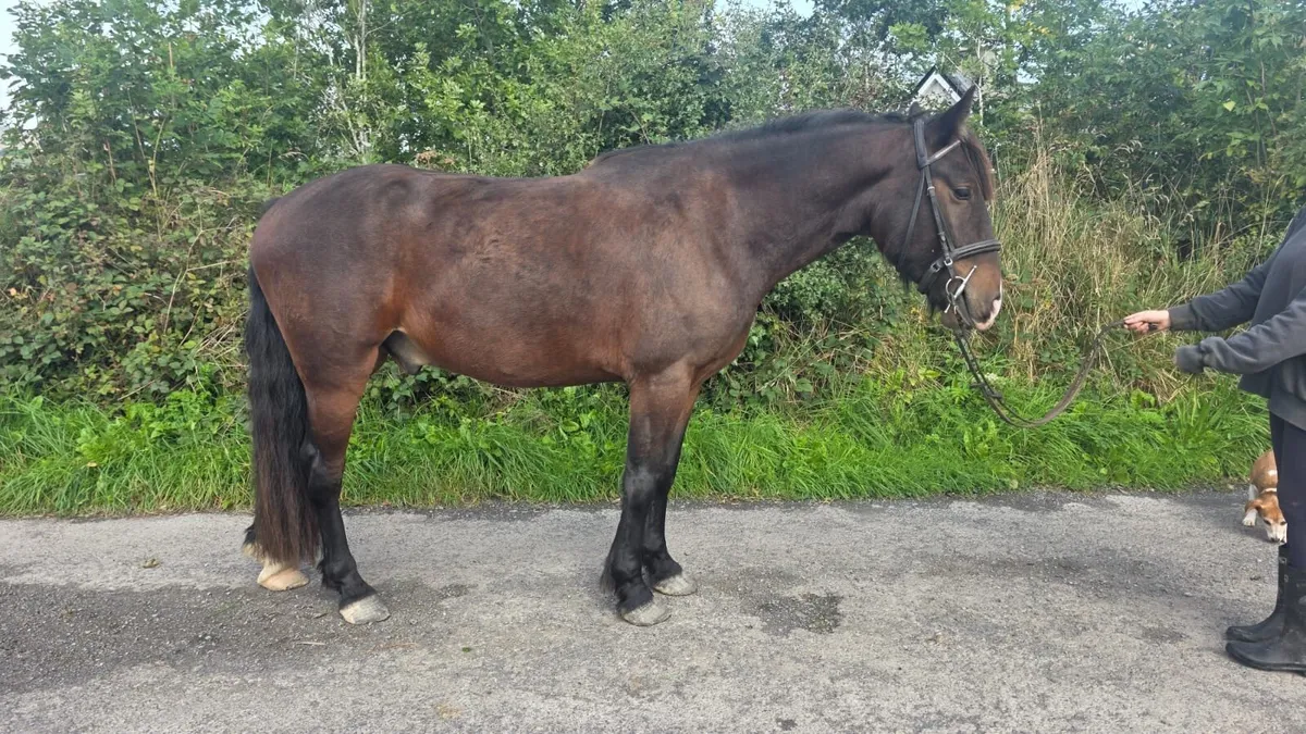 3 year cob x - Image 4
