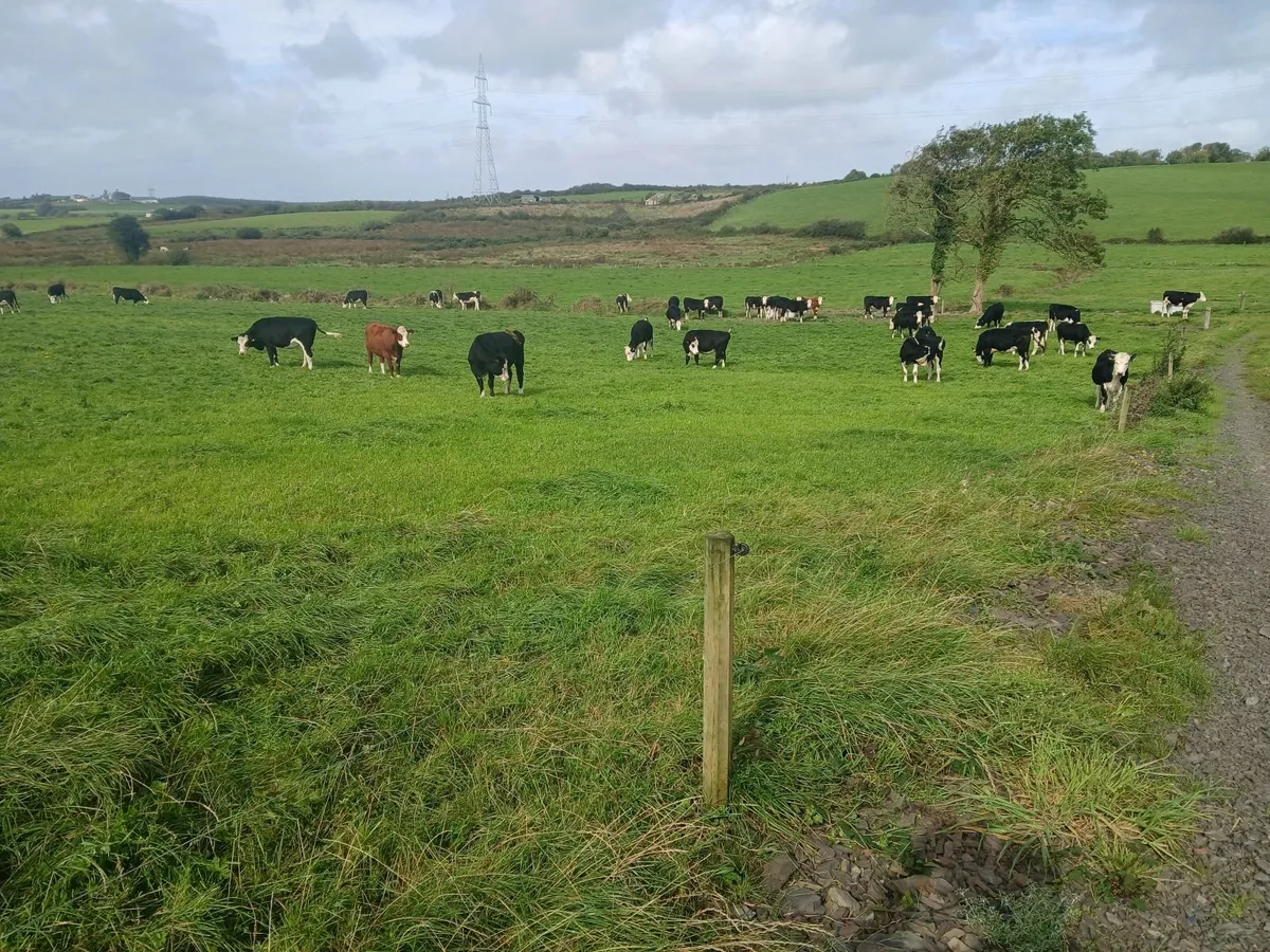 Livestock - Image 4