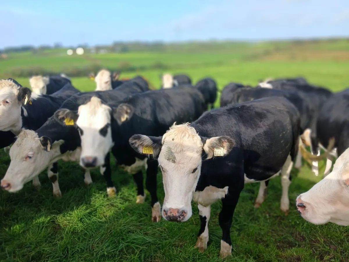 Livestock - Image 2