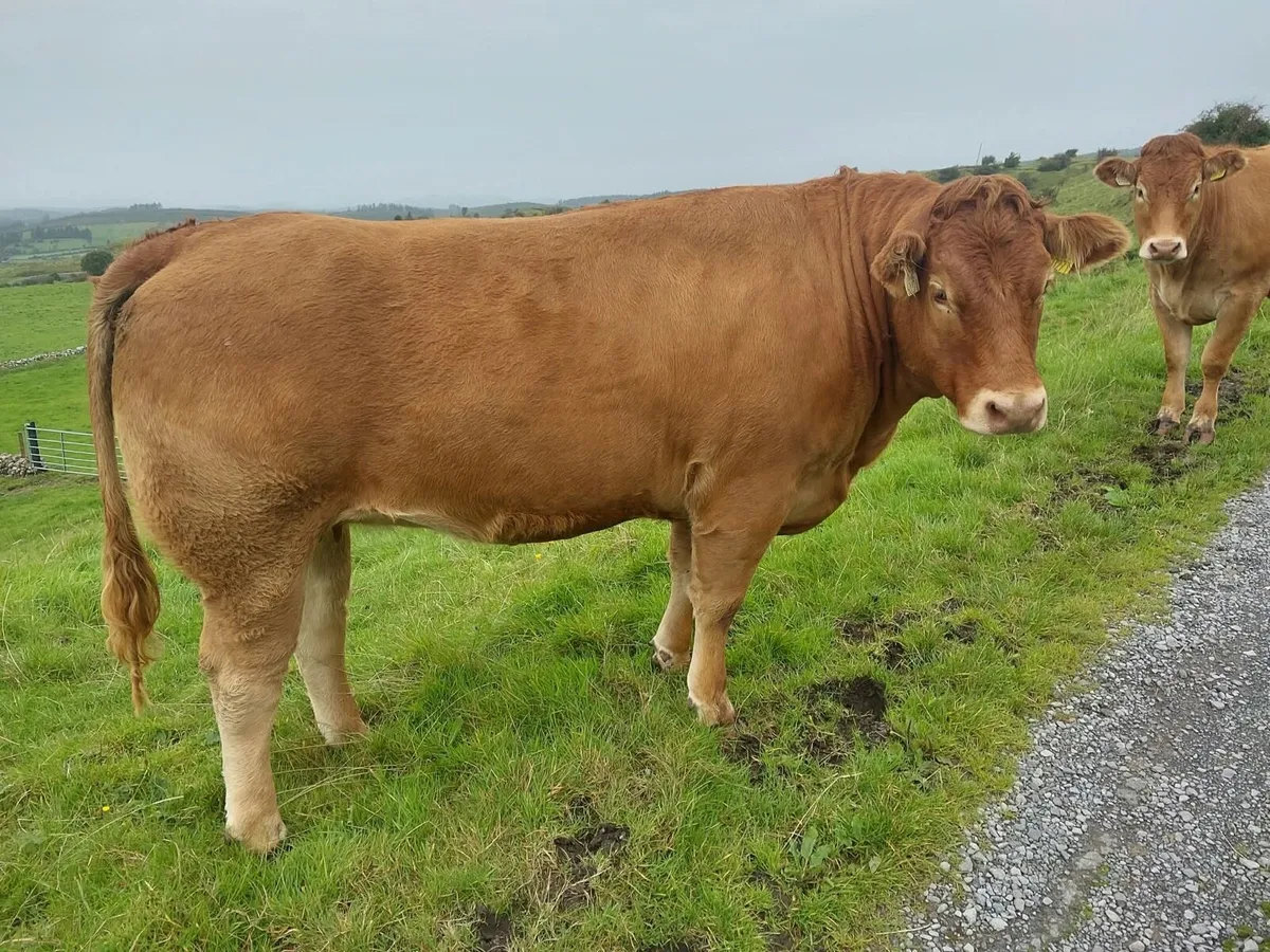 3 Heifers for Ballymote Mart - Image 2