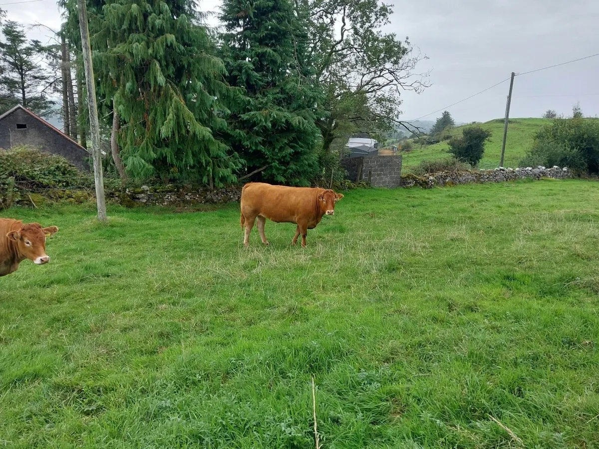 3 Heifers for Ballymote Mart - Image 3