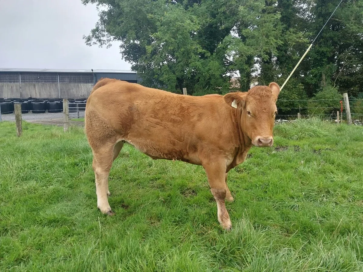 3 Heifers for Ballymote Mart - Image 4