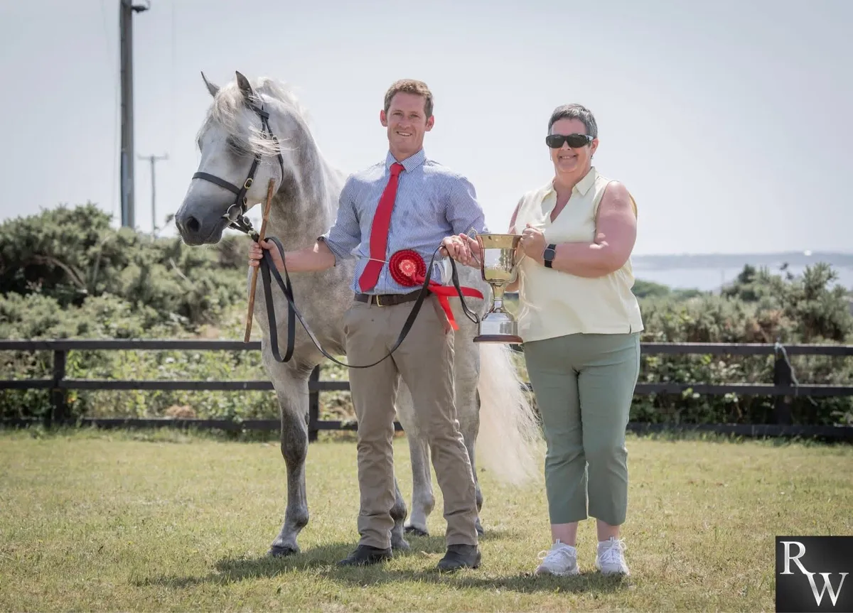 Class 1 stallion for sale - Image 3