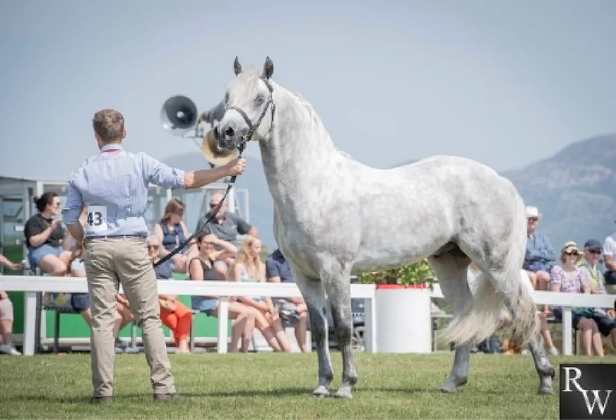 Class 1 stallion for sale - Image 1