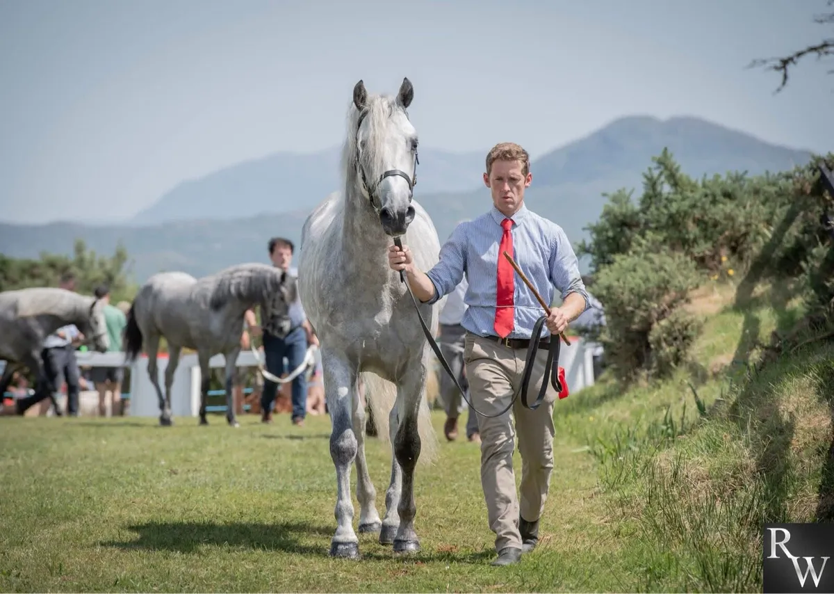 Class 1 stallion for sale - Image 2