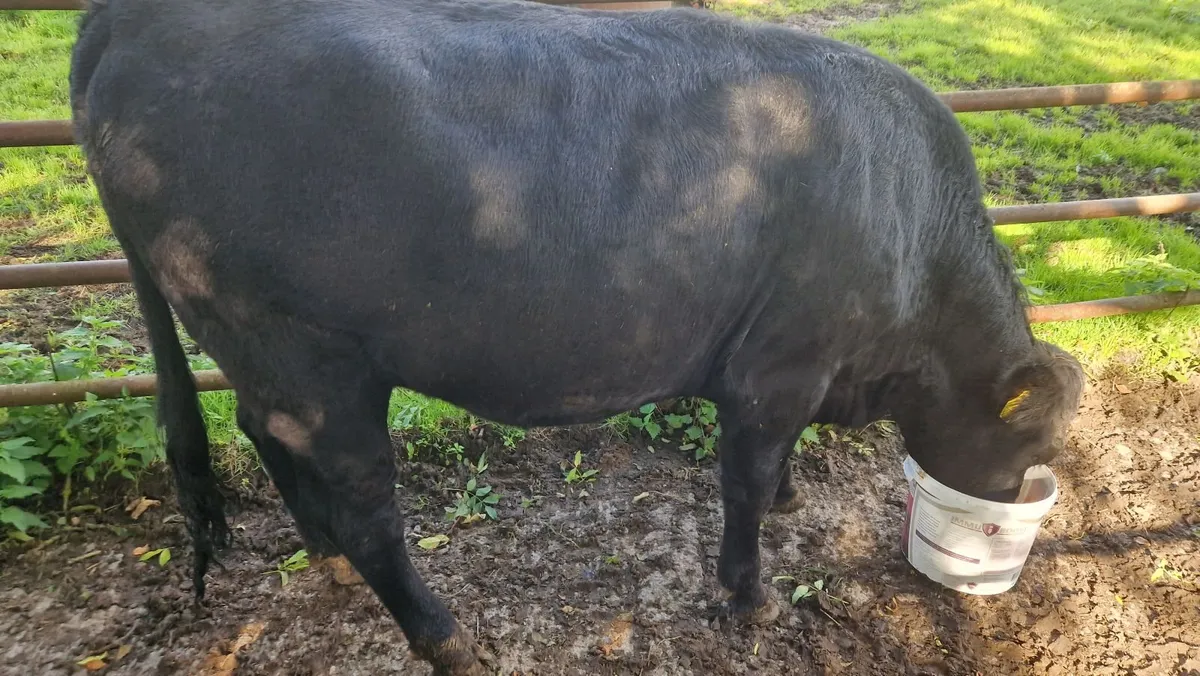 Heifers - Image 2