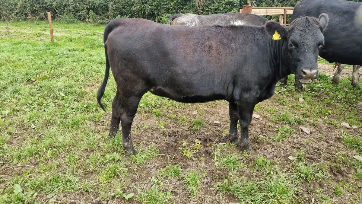 Heifers - Image 4