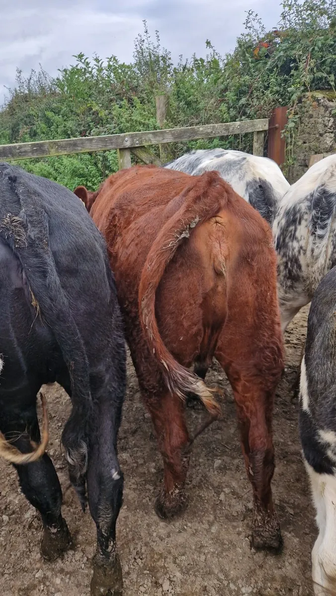 Heifers - Image 3