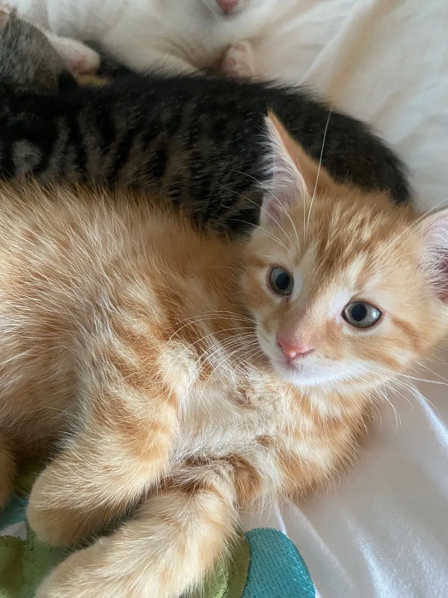 Kittens - Image 2