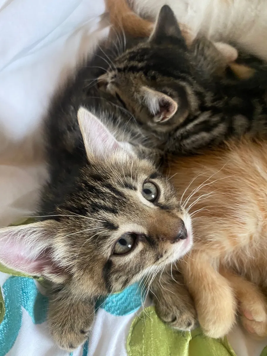 Kittens - Image 3