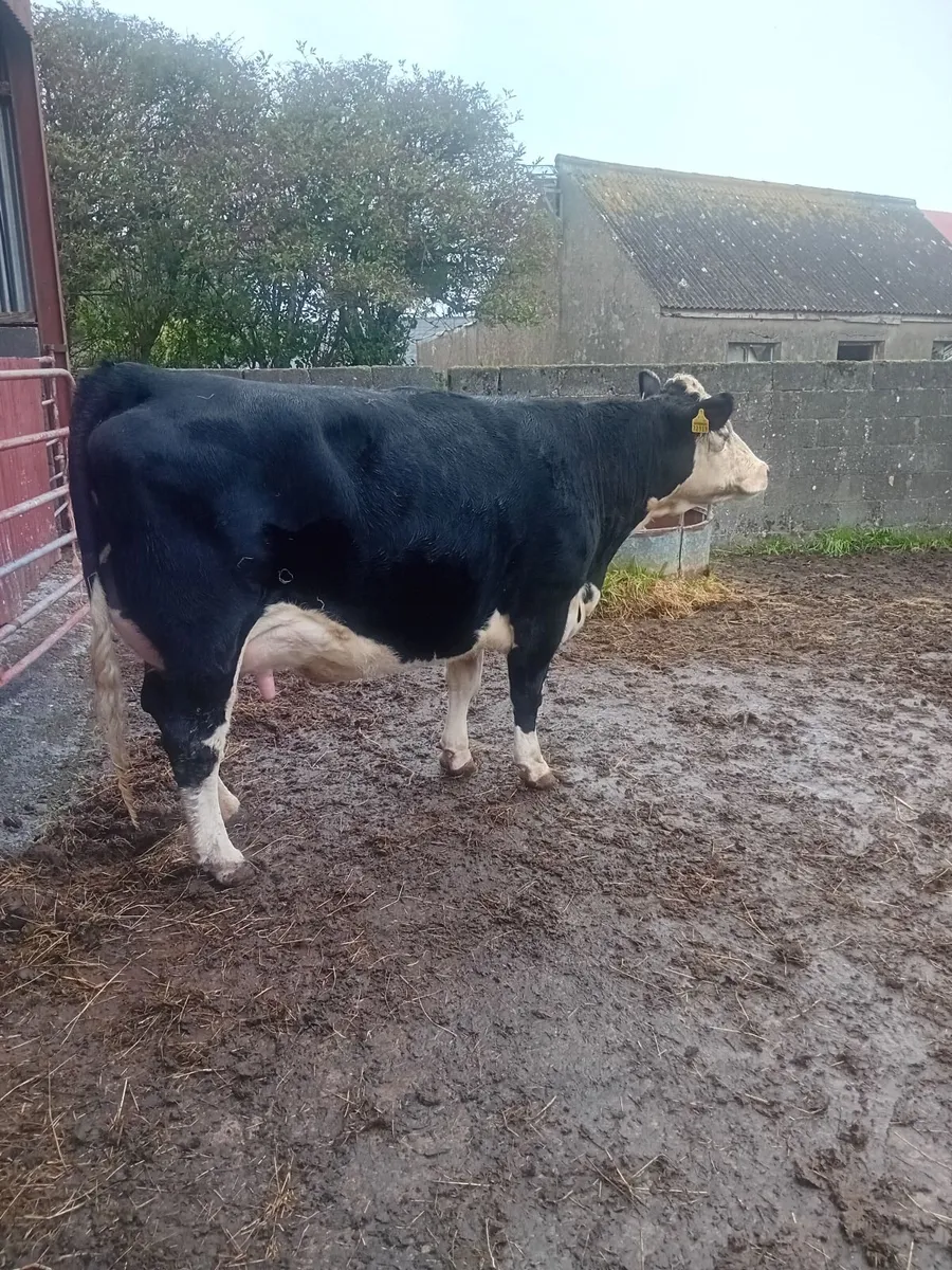 Cow - Image 1