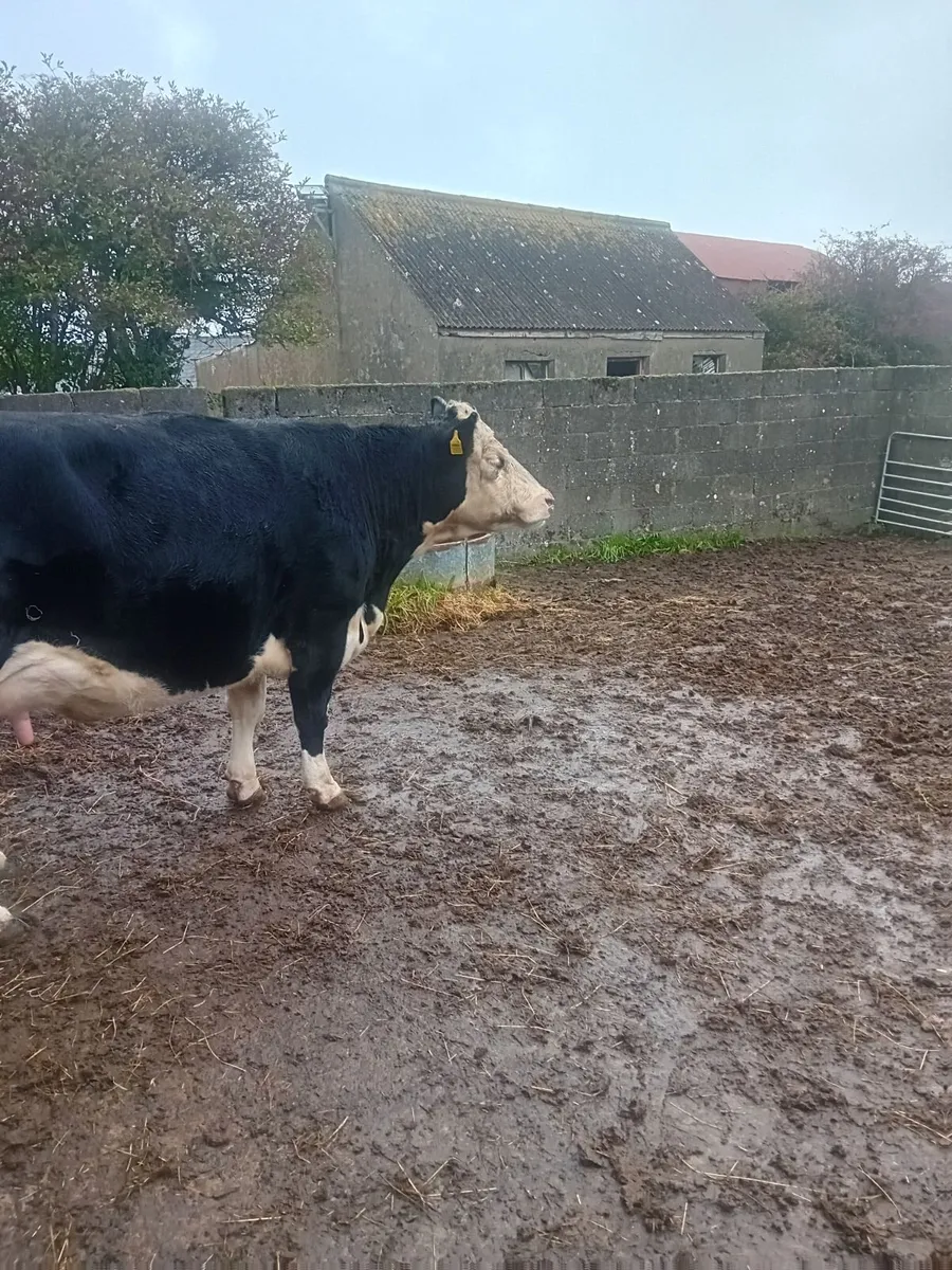 Cow - Image 2