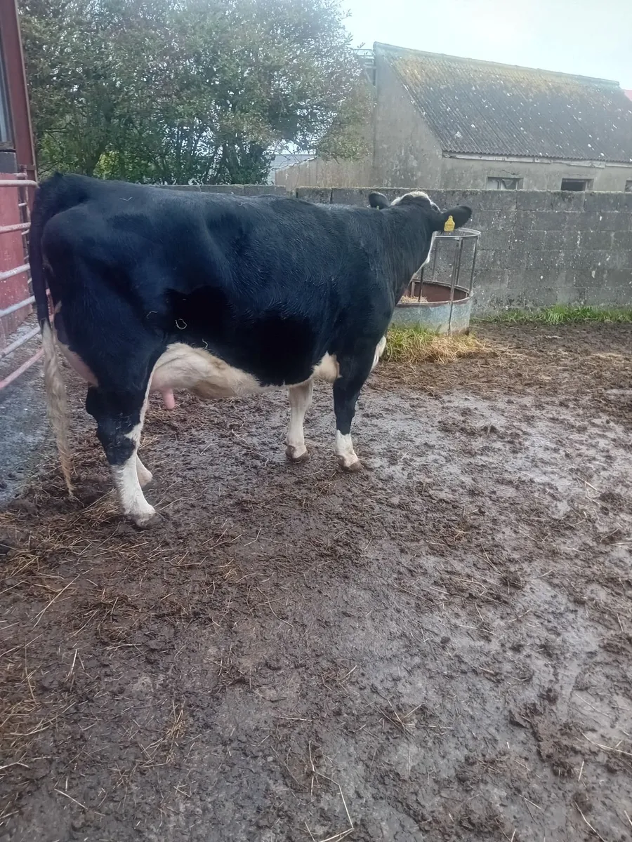 Cow - Image 3