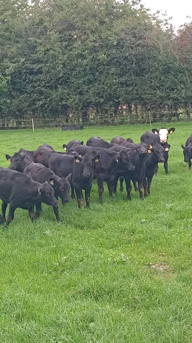 19 super heifer weanlings - Image 1
