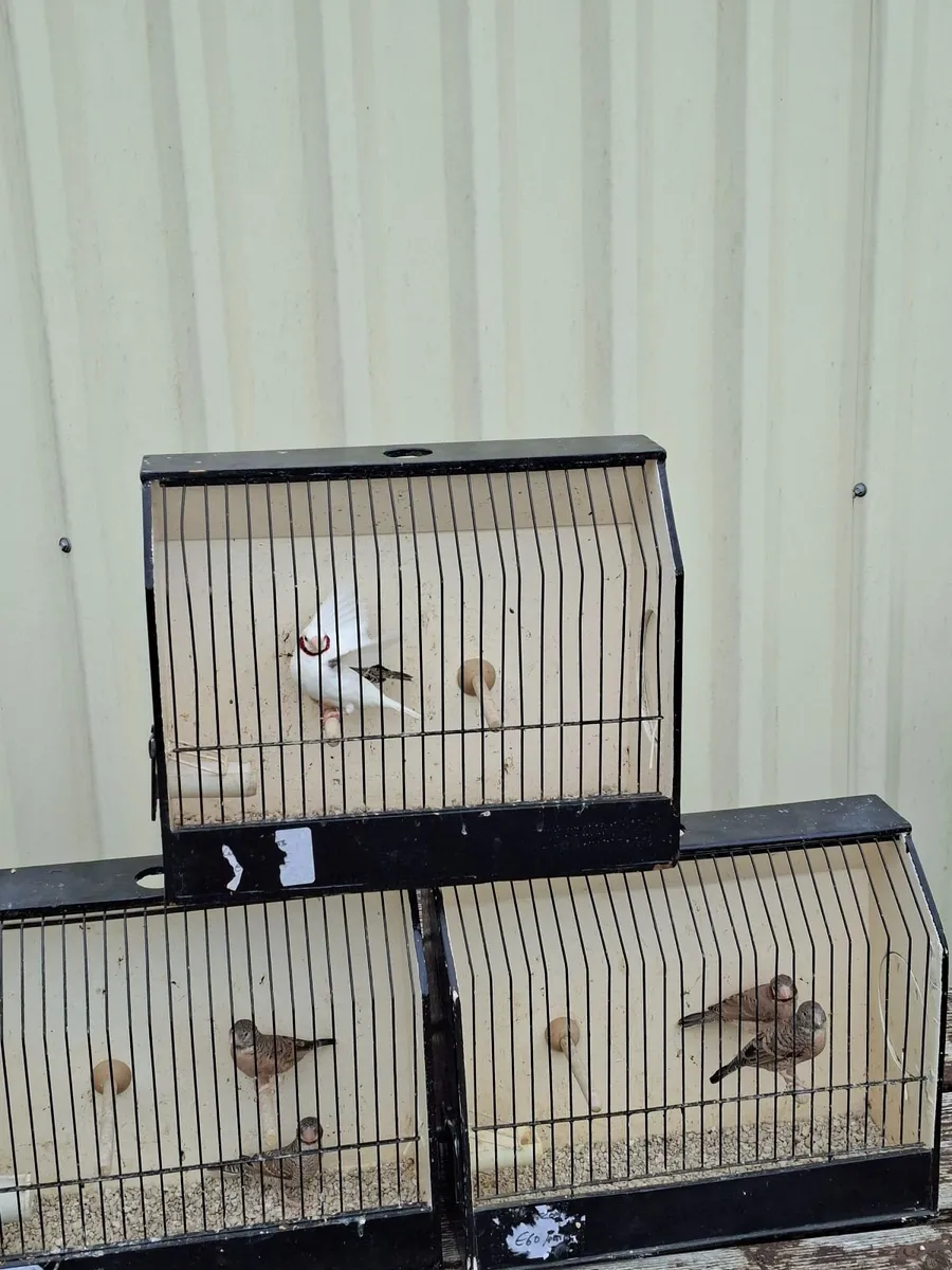 Birds - Image 3