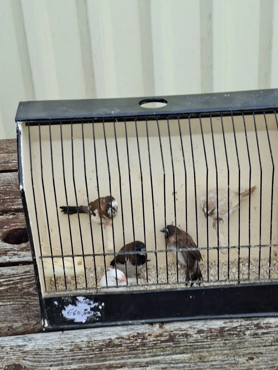 Birds - Image 4