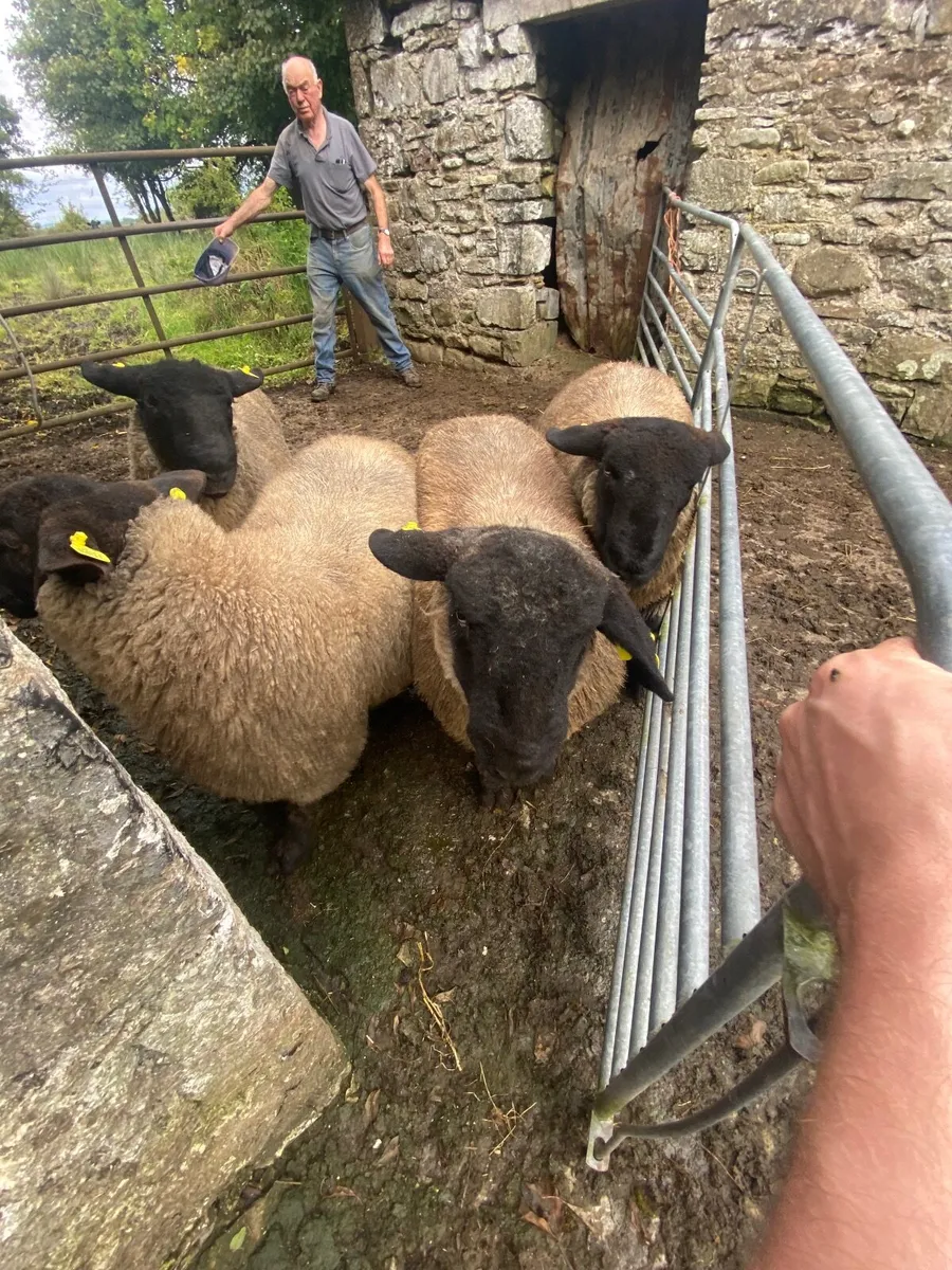 Suffolk ram lambs - Image 2