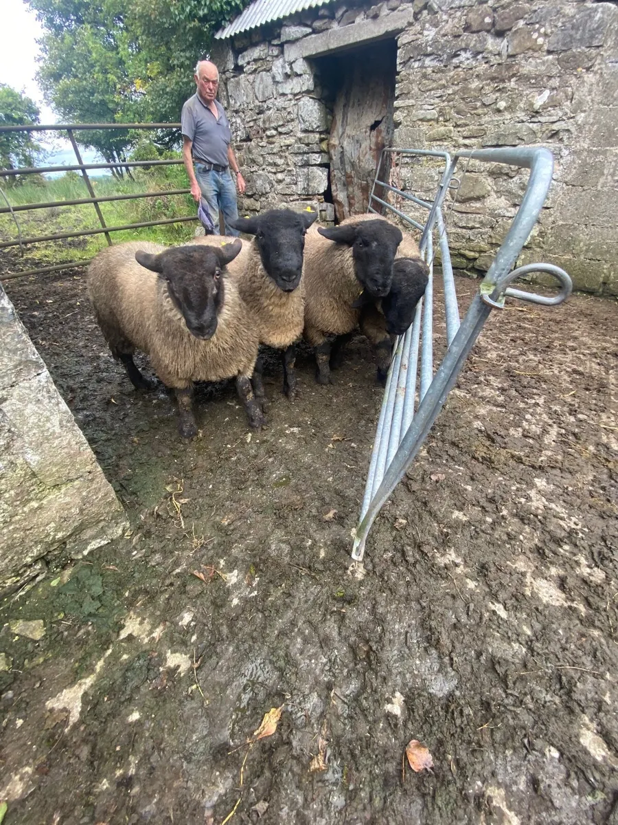 Suffolk ram lambs - Image 3