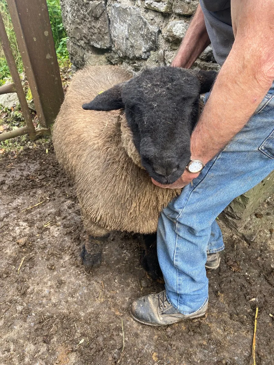 Suffolk ram lambs - Image 4