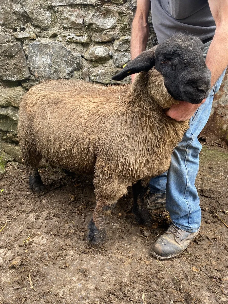 Suffolk ram lambs - Image 1