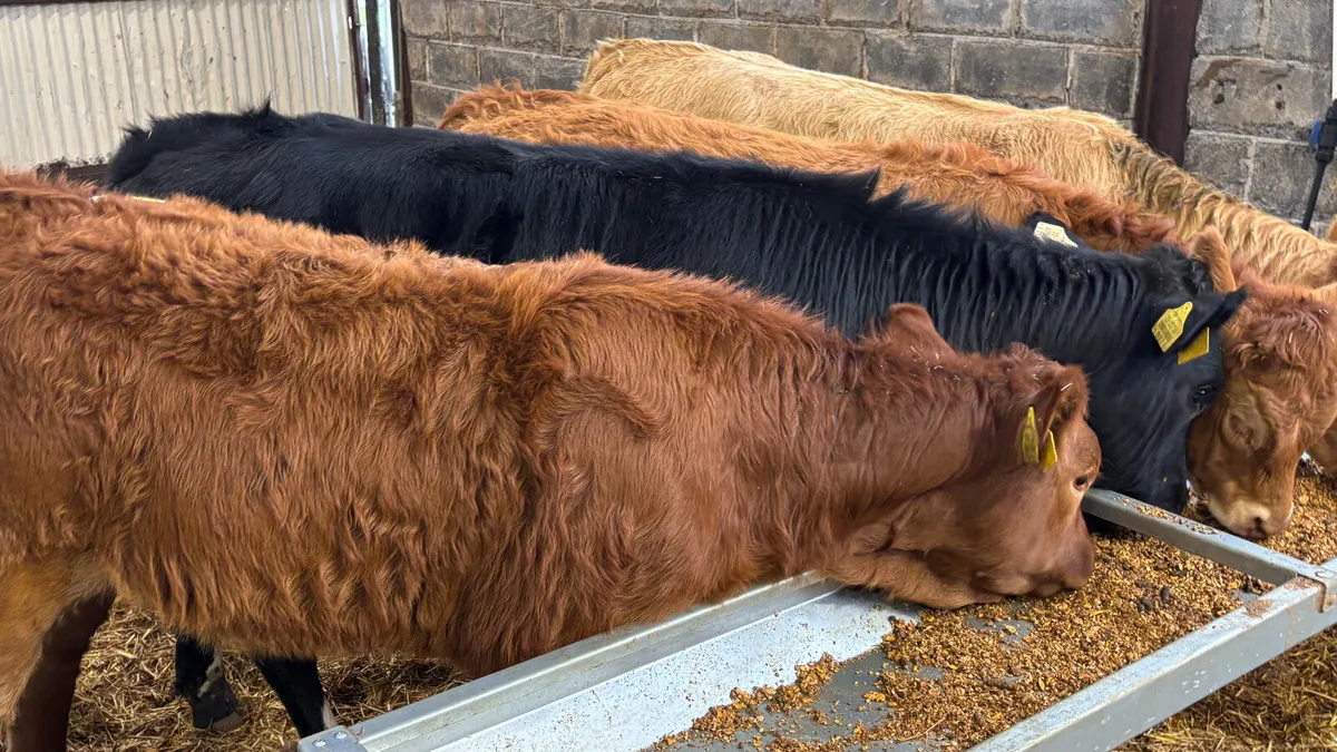 ⭐️4 Quality Continental Heifer Wealings⭐️ - Image 3