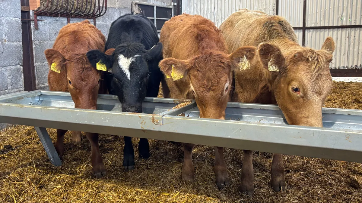 ⭐️4 Quality Continental Heifer Wealings⭐️ - Image 4