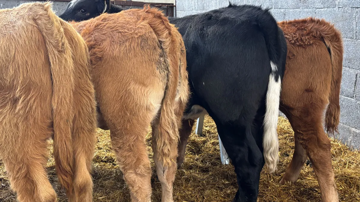 ⭐️4 Quality Continental Heifer Wealings⭐️ - Image 2