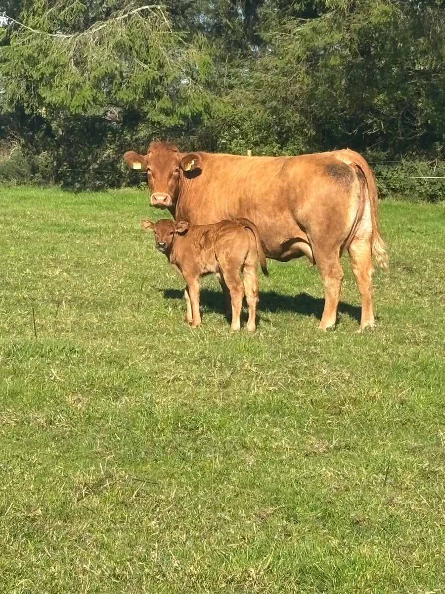 Suckler cow with bull calf at foot - Image 1