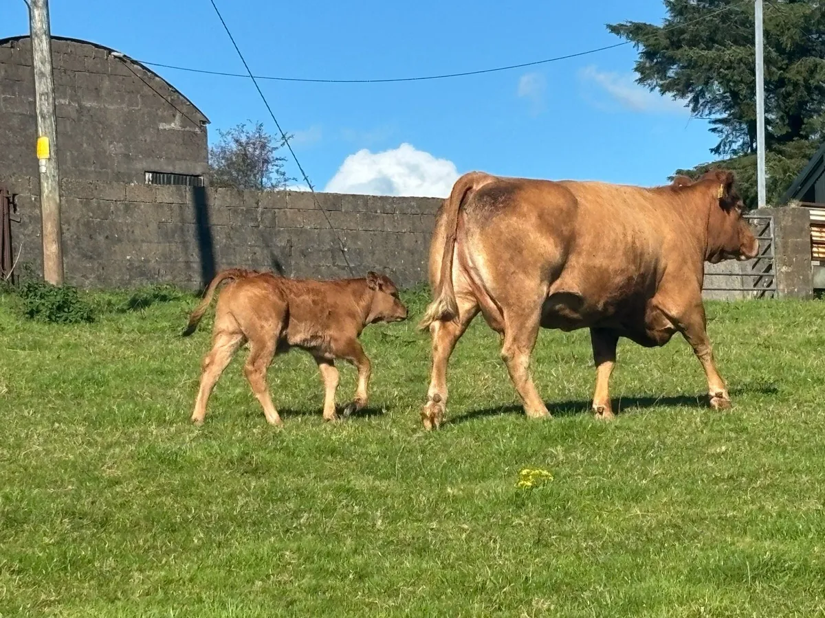 Suckler cow with bull calf at foot - Image 2
