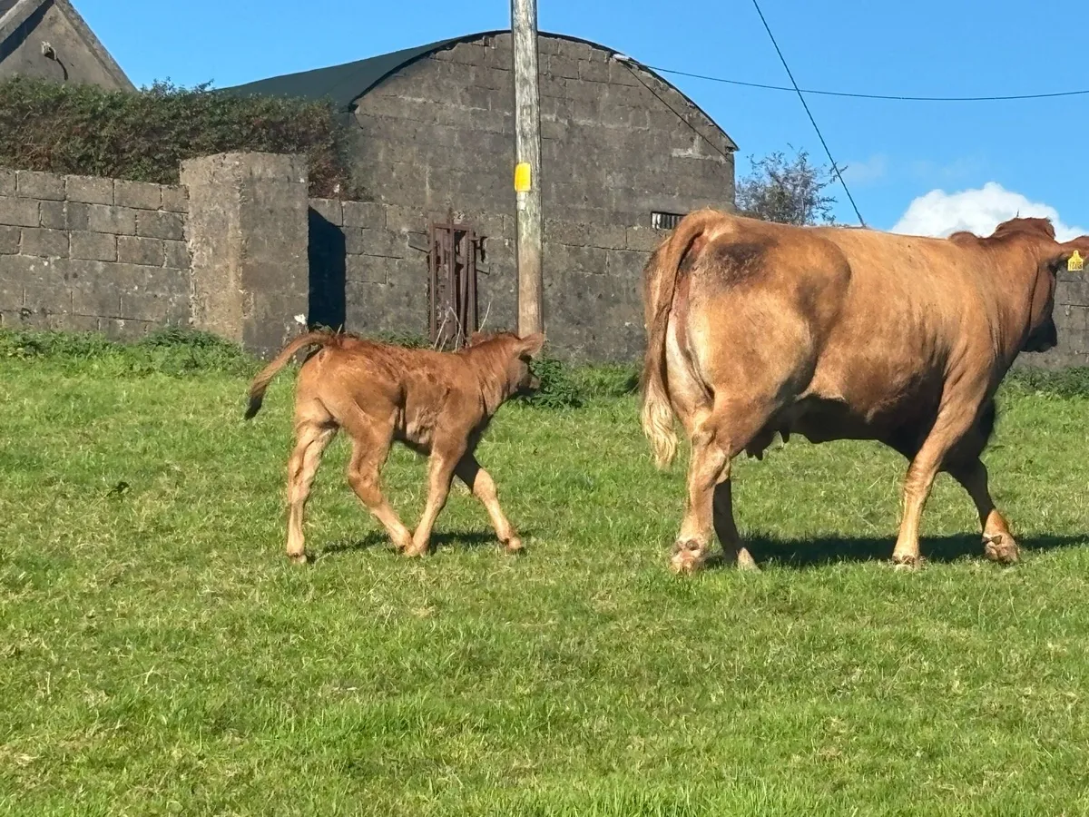 Suckler cow with bull calf at foot - Image 3