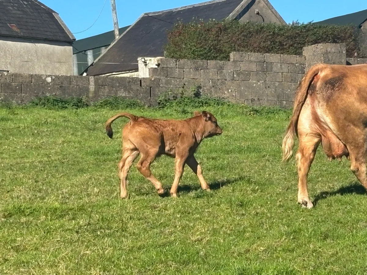 Suckler cow with bull calf at foot - Image 4