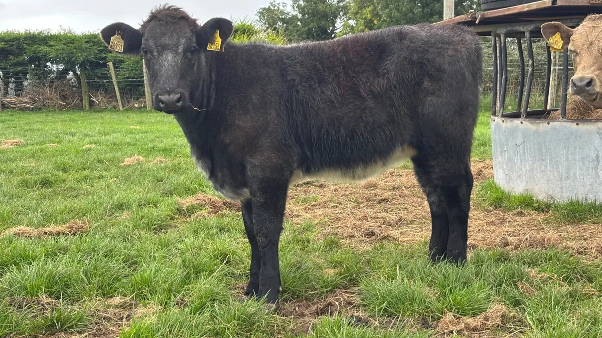 5⭐️ Genotyped Shorthorn Heifer Wealing ⭐️ - Image 3