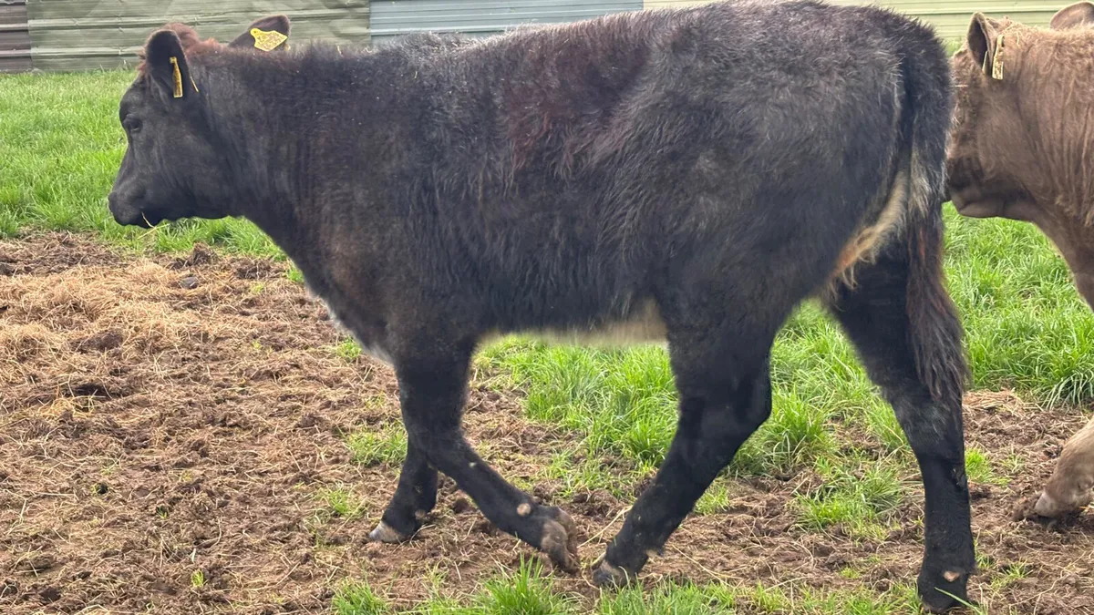 5⭐️ Genotyped Shorthorn Heifer Wealing ⭐️ - Image 2