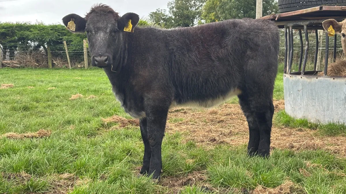 5⭐️ Genotyped Shorthorn Heifer Wealing ⭐️ - Image 1