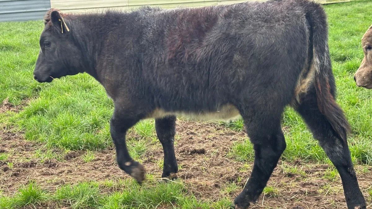 5⭐️ Genotyped Shorthorn Heifer Wealing ⭐️ - Image 4