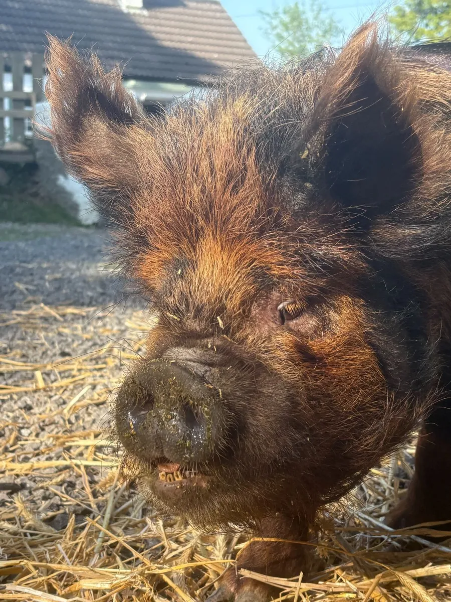 KuneKune females – Ada & Sissy - Image 2
