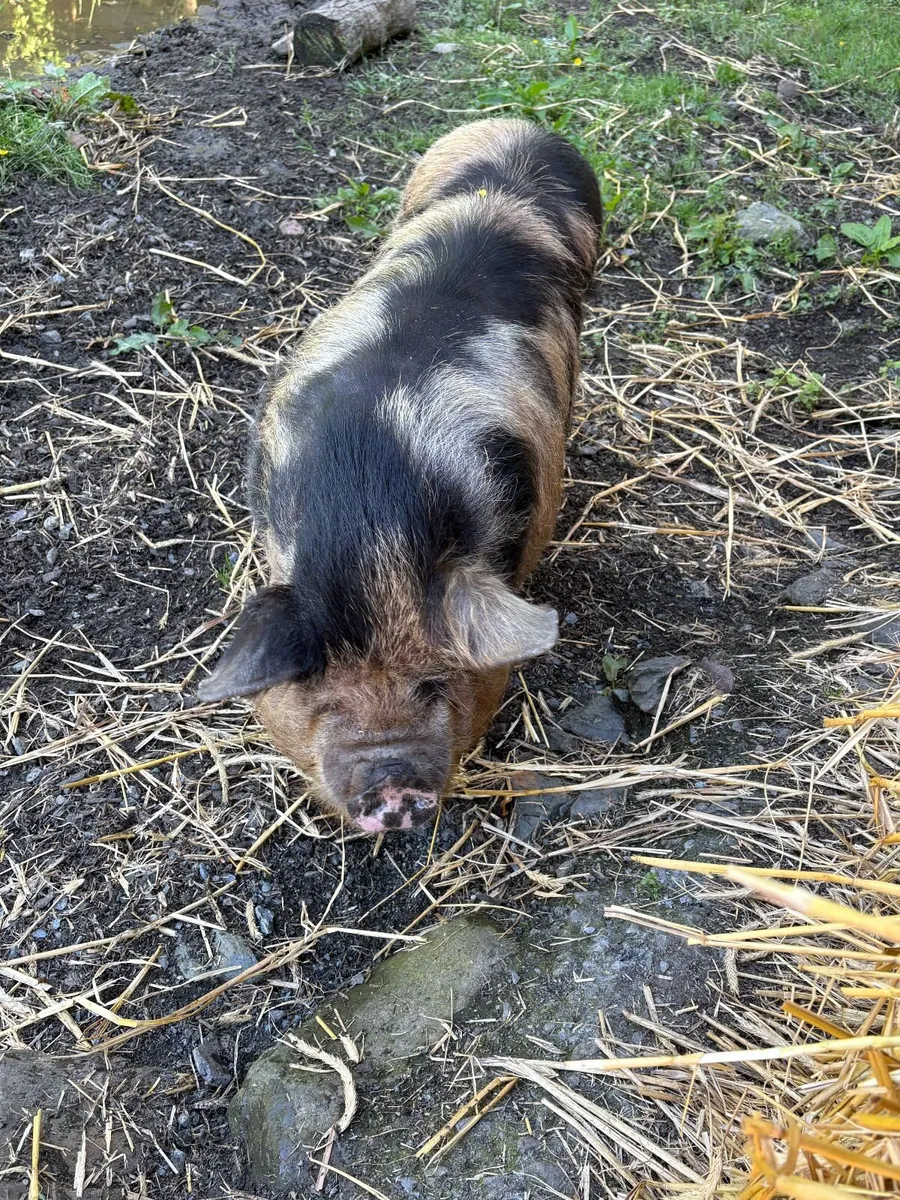KuneKune females – Ada & Sissy - Image 3