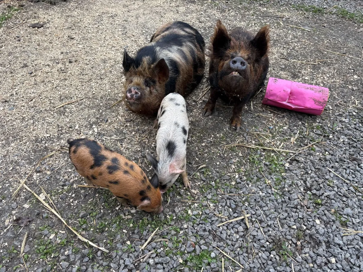 KuneKune females – Ada & Sissy - Image 4
