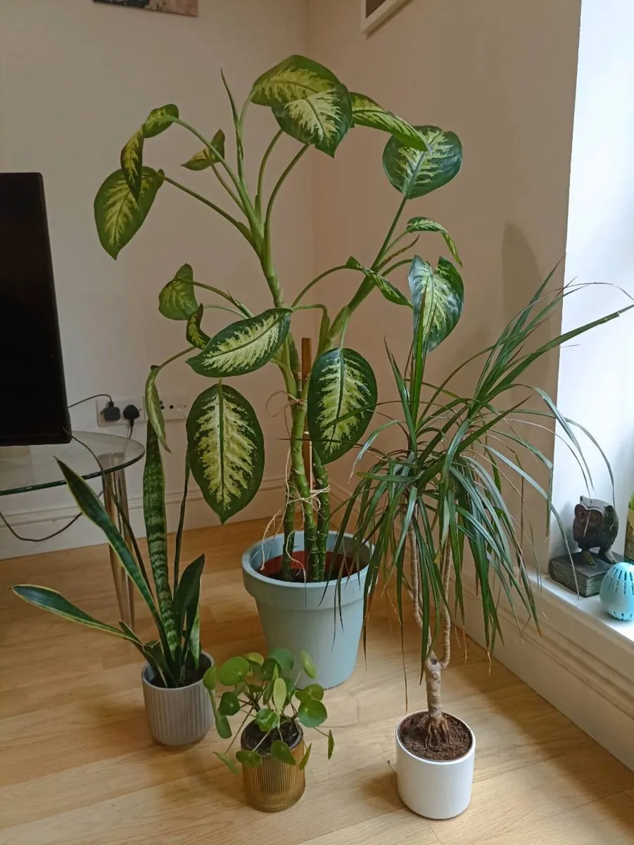 House plants - Image 1