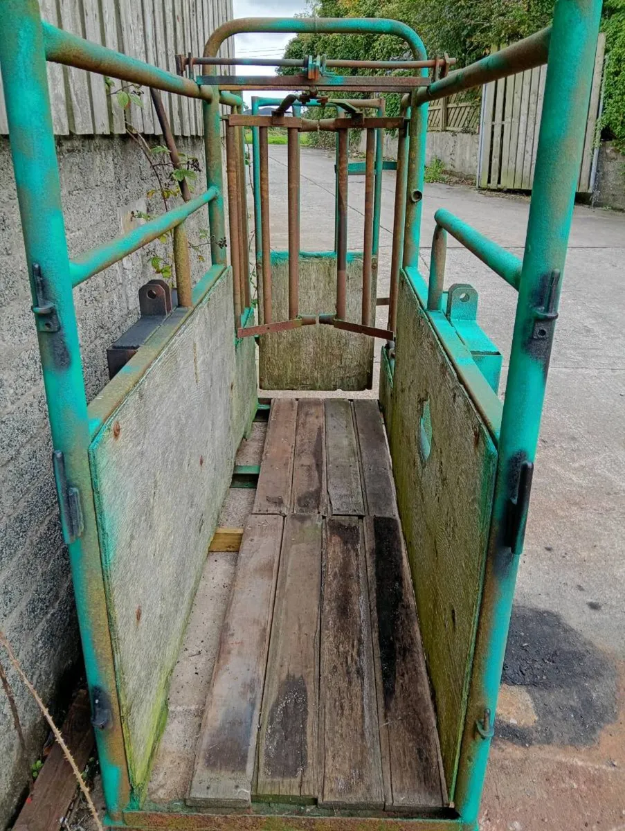 Cattle crush with head clamp - Image 4