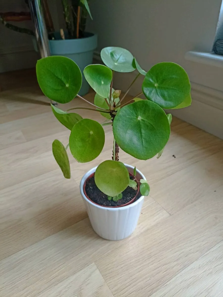 House plants - Image 4