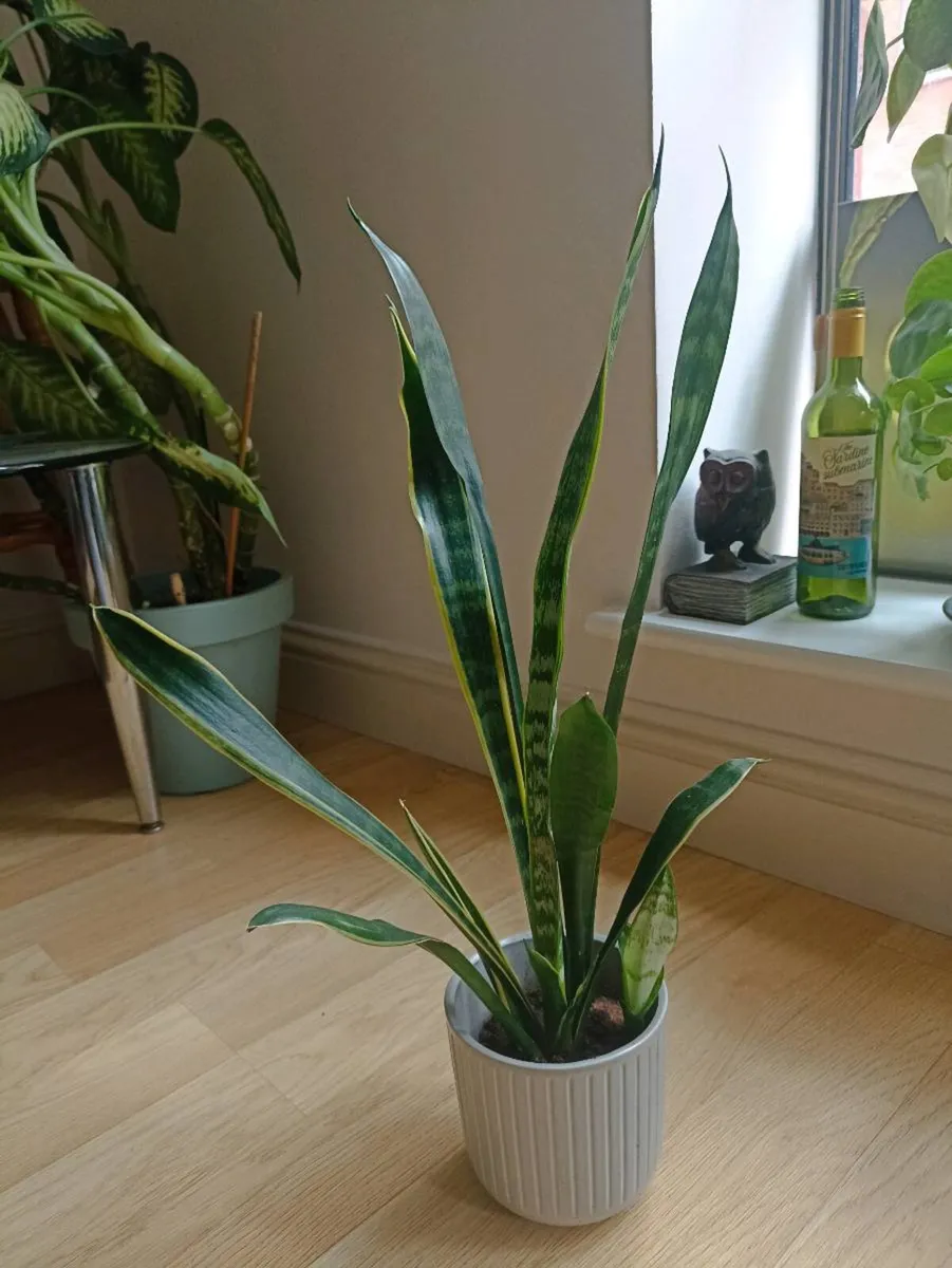 House plants - Image 2