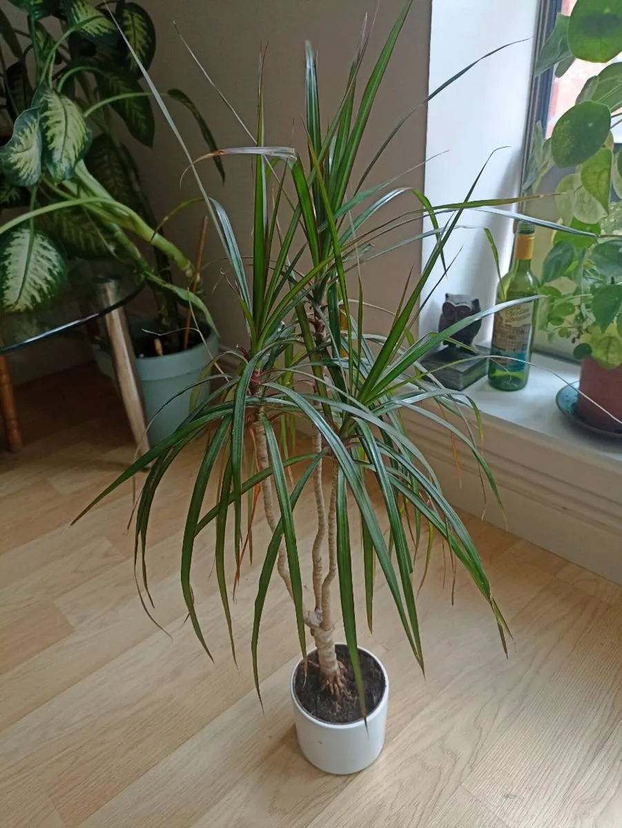 House plants - Image 3