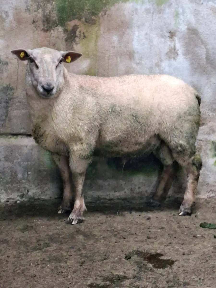 Hogget ram - Image 3